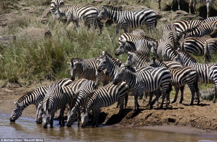 Đàn ngựa vằn đông đúc đang uống nước trên sông thuộc khu Bảo tồn Maasai Mara.